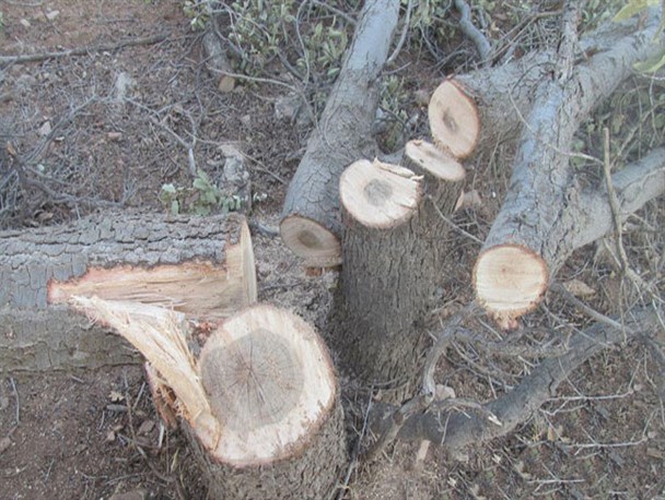 از مرگ خاموش درختان بلوط در سایه بی توجهی مسئولین تا خلاء های قانونی و نظارتی در برابر زیاده خواهی سودجویان