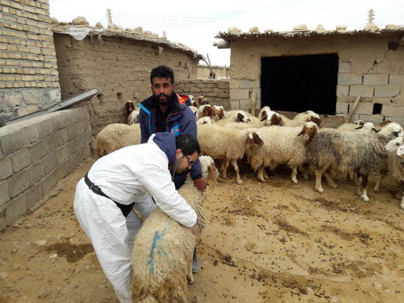 طرح واکسیناسیون رایگان دام سبک علیه بیماری های واگیر در سرپل ذهاب ادامه دارد