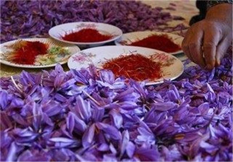 تولید ۳۰۰ کیلوگرم محصول زعفران در  استان کرمانشاه