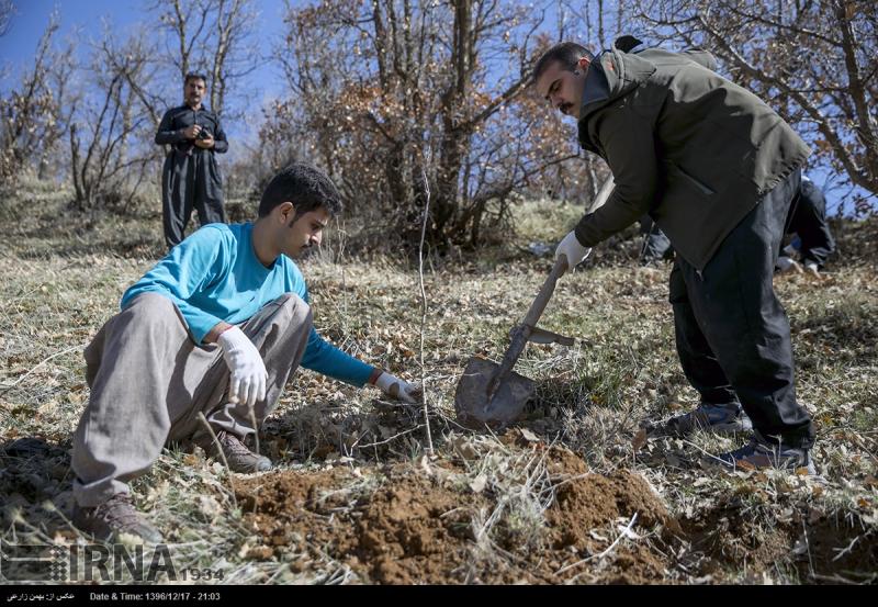 کاشت 2000 اصله نهال بلوط و زالزالک در شهرستان دالاهو