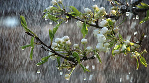 بارش بیش از10 میلیمتری باران در سرپل ذهاب/کاهش دمای هوا و بارش باران پدیده های محسوس اواخر هفته جاری