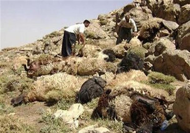 ۲۰۰ راس گوسفند قربانی حمله سه گرگ
