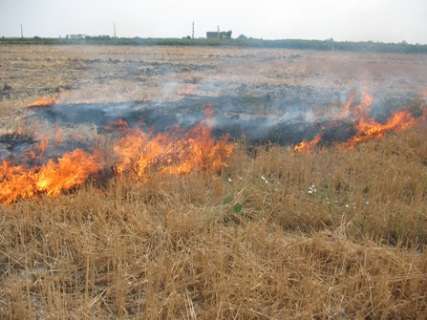 سوزاندن بقایای محصولات کشاورزی خطری برای سلامت مردم زلزله زده در سرپل ذهاب/آتش زدن بقایای محصولات کشاورزی، روشی مرسوم اما اشتباه