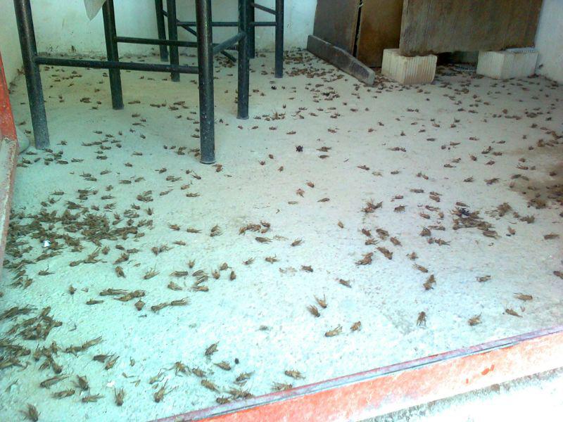 هجوم جیرجیرک ها در شهرستان زلزله زده سرپل ذهاب/ ازایجاد رعب و وحشت در بین شهروندان تا عوارض گزیدگی برپوست کودکان