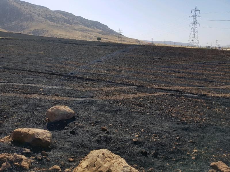 سوختن ۵ هکتار از مزارع و پس چرگندم در شهرستان دالاهو