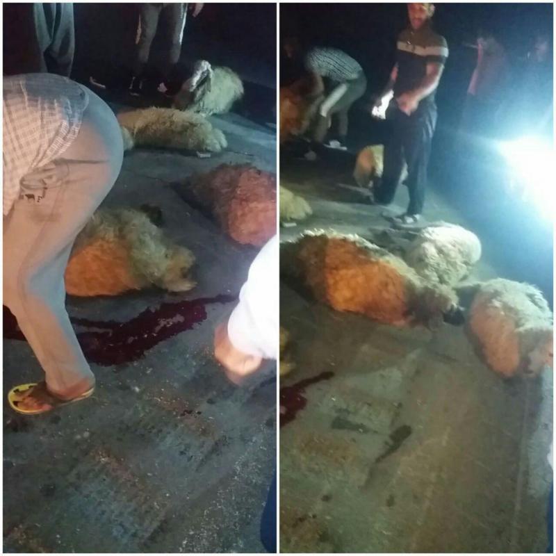 برخورد پراید با گله احشام درسرپل ذهاب حادثه آفرید/ 9 رأس گوسفند تلف شدند