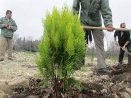 غرس 18هزار نهال در شهرستان سرپل ذهاب به مناسبت هفته درختکاری