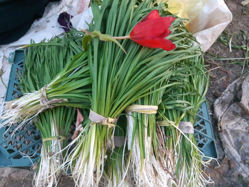 بازار داغ فروش گیاهان خوراکی در سرپل ذهاب/ خواص دارویی گیاهان خوراکی بهاری