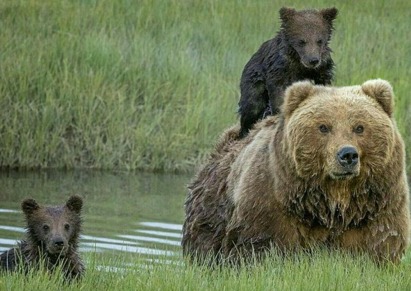 تخریب زیستگاه، تقابل با انسان و توله‌کُشی؛ بلای جان خرس‌ها