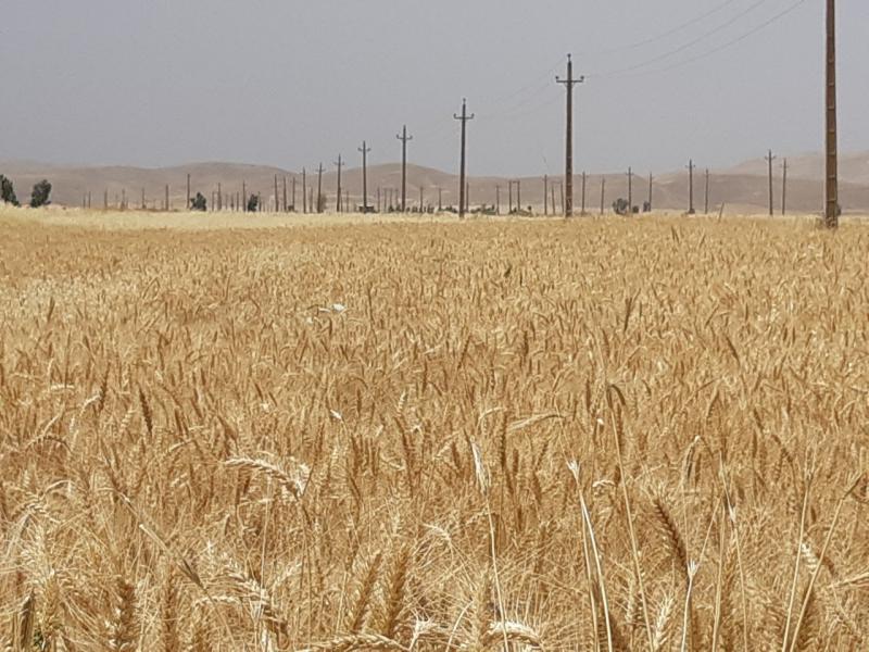 پیش بینی برداشت بیش از ۸۰ هزارتن گندم از مزارع شهرستان / خرید ۴۰ هزار تن گندم مازاد برنیاز از کشاورزان