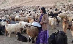 پرداخت تسهیلات برای اصلاح زنجیره تولید گوشت در کرمانشاه
