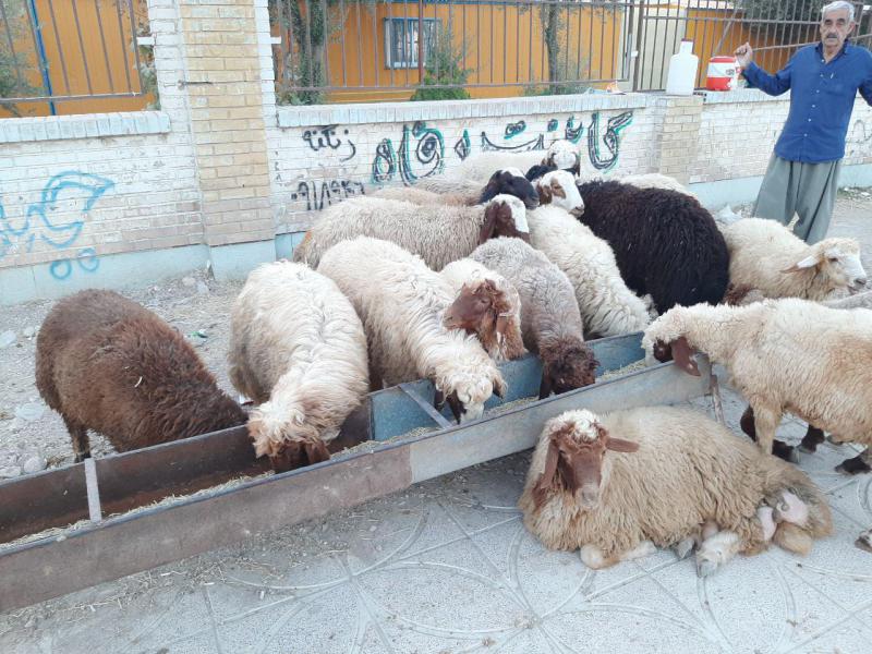 بازار داغ عرضه گوسفند قربانی در شهرستان سرپل ذهاب 