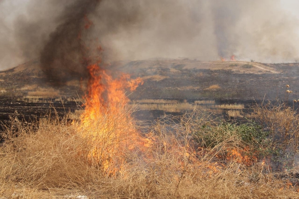 آتش زدن پسمانده مزارع کشاورزی تهدیدی علیه محیط زیست / با آتش زدن پس چرا ، قابلیت زمینهای کشاورزی از بین می رود