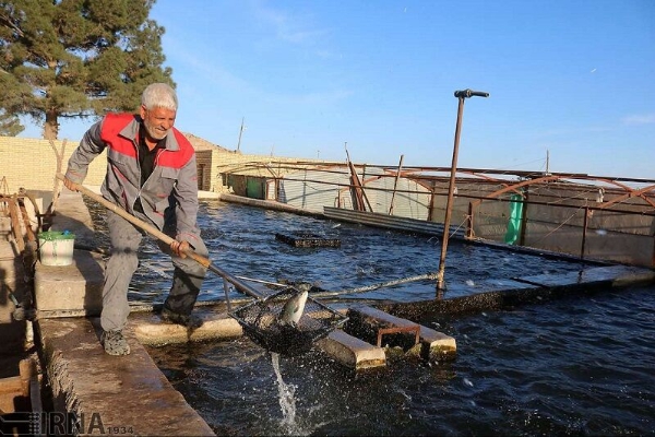 افتتاح و بهره برداری سه طرح پرورش ماهی در شهرستان