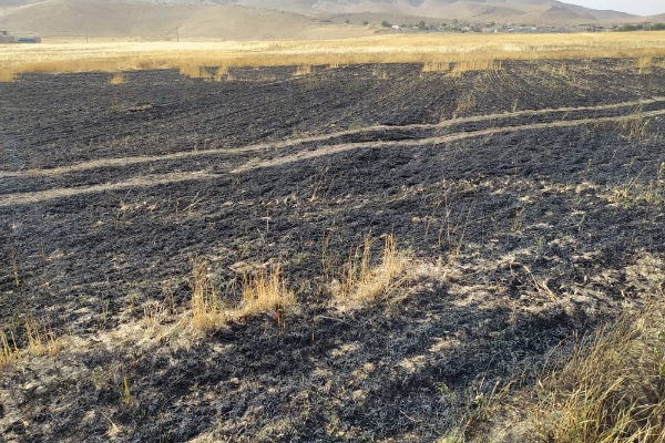 آتش سوزی در مزارع گندم دشت ذهاب / ۵ هکتار از مزارع گندم طعمه حریق شد