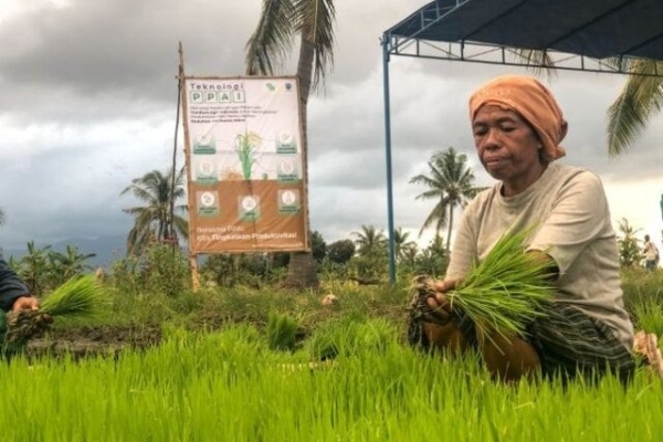تولید برنج اندونزی ریزشی شد
