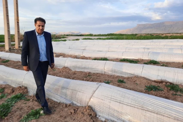 کشت ۱۸۰هکتاری مزارع کشت گوجه‌فرنگی و خیار به روش‌تونلی درشهرستان