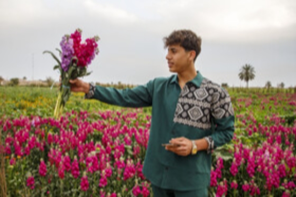 مزرعه گل شب‌بو در شهرستان حمیدیه
