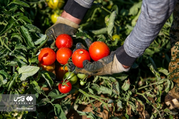 پیش بینی برداشت ۱۳ هزار تن گوجه فرنگی از مزارع شهرستان سرپل‌ذهاب