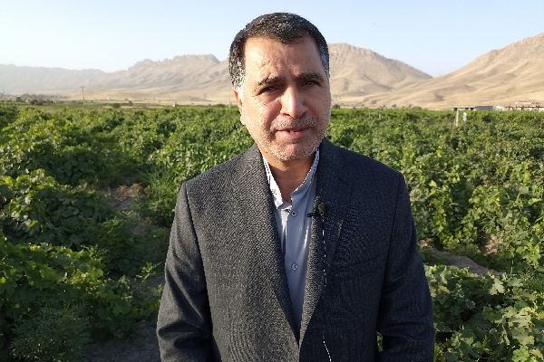 آغاز برداشت انگور در تاکستان های شهرستان