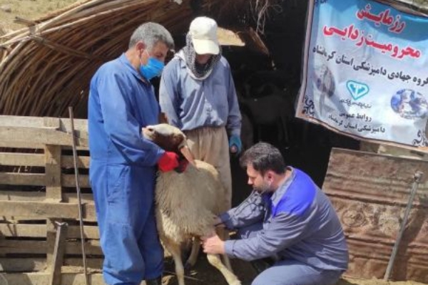 حضور اکیپ خدمات رسان دامپزشکی در روستاهای مرزی شهرستان/ توصیه بهداشتی برای ذبح دام در ایام عید قربان