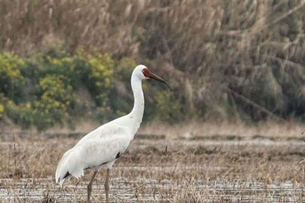 آیا درنای سیبری به ایران بازگشته است؟