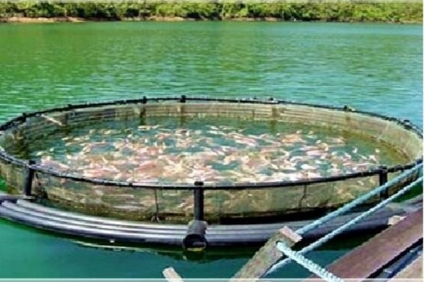 موفقیت طرح پایلوت تولید ماهی در قفس هندیجان/۳ طرح دیگر آماده سرمایه‌گذاری است