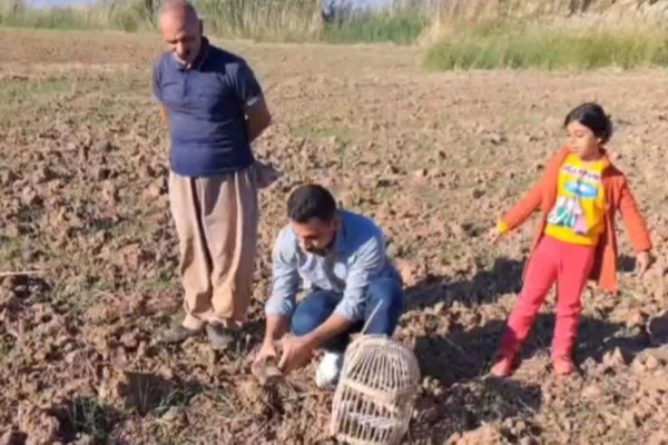 رهاسازی دراج پرنده حمایت شده و در معرض خطر انقراض به دامن طبیعت سرپل ذهاب