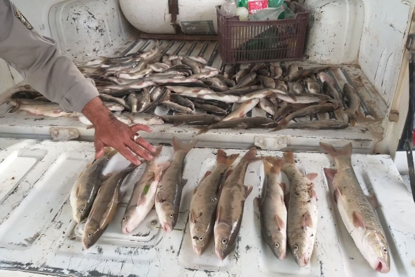 کشف و ضبط بیش از یکصد قطعه ماهی از متخلفین صید غیر مجاز ماهی  در سرپل ذهاب