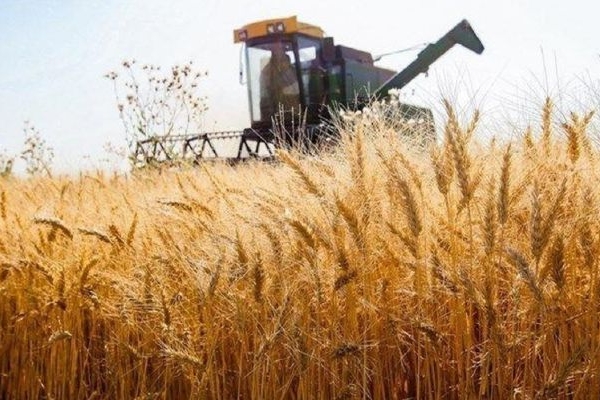 کشت گندم به ۶ میلیون هکتار رسید
