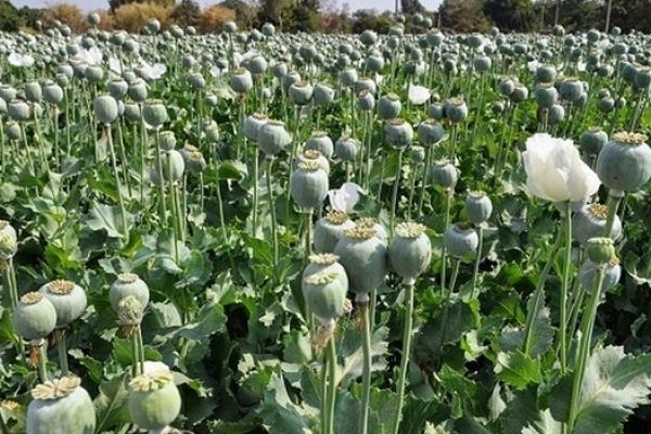 برخورد جدی با کشت خشخاش در کرمانشاه