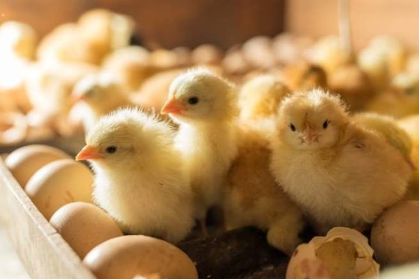 جوجه‌ریزی ماهانه به ۱۵۰ میلیون قطعه رسید