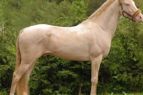 اسب ترکمناسب ترکمن