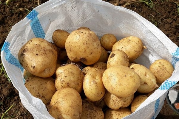 توزیع سیب‌زمینی تنظیم بازار در کرمانشاه