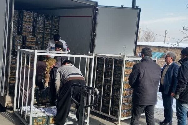 ذخیره‌سازی میوه شب عید در کرمانشاه