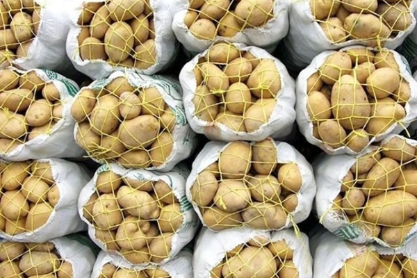 آغاز عرضه سیب زمینی با قیمت مصوب در فروشگاه‌های زنجیره‌ای/ عرضه و تقاضا متعادل می‌شود