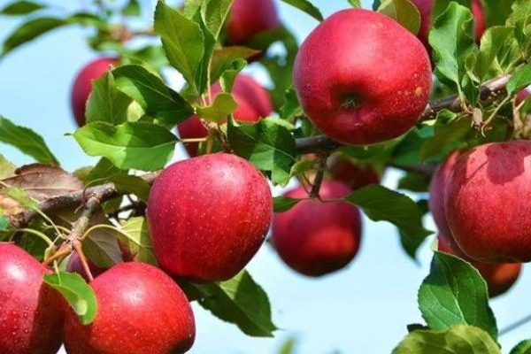 تولید سیب گهواره در سایه کم‌توجهی مسئولان