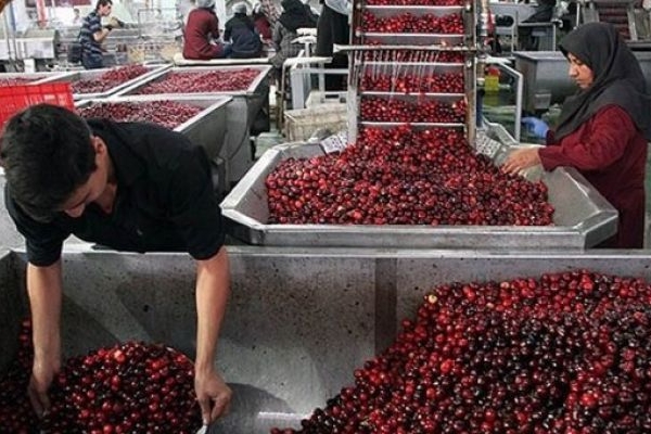 سرمایه‌گذاری در صنایع تبدیلی کرمانشاه ضروری است