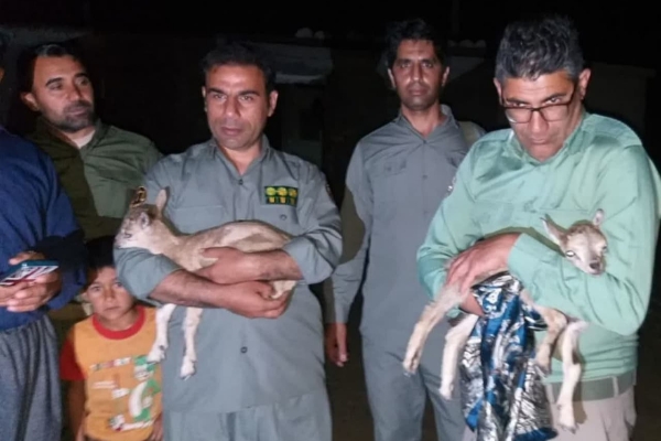 بازگشت 2رأس  بزغاله کوهی به دامان طبیعت در سرپل‌ذهاب