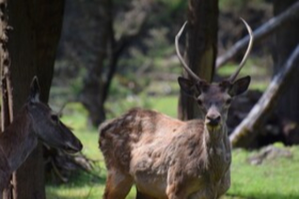 مرال‌های ایرانی در پناهگاه حیات‌ وحش آستارا