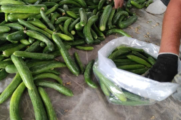 برداشت خيار از مزارع سرپل‌ذهاب آغاز شد