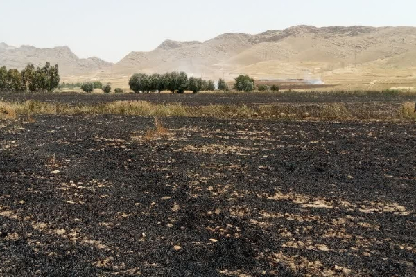 ۹ هکتار از مزارع بخش مرکزی سرپل ذهاب طعمه حریق شد