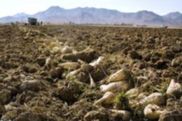 ورود دستگاه کمباین برداشت چغندر قند برای اولین بار به شهرستان