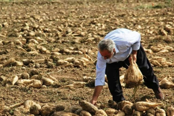 ادامه برداشت چغندر قند در سرپل ذهاب از بیش از سه هزار هکتار