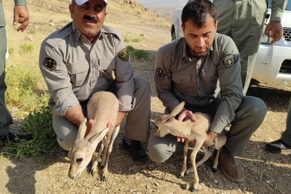 رها سازی ۲ رأس آهو در حیات وحش شهرستان