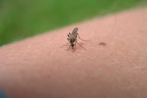 انجام اقدامات پیشگیرانه جهت کنترل و پیشگیری از بیماری سالک در شهرستان