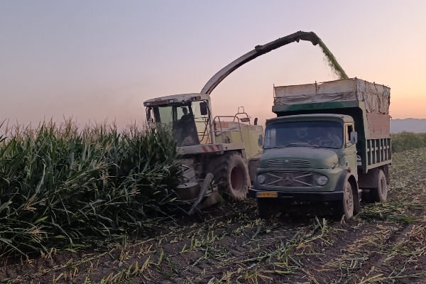 برداشت ذرت علوفه‌ای از مزارع سرپل‌ذهاب آغاز شد