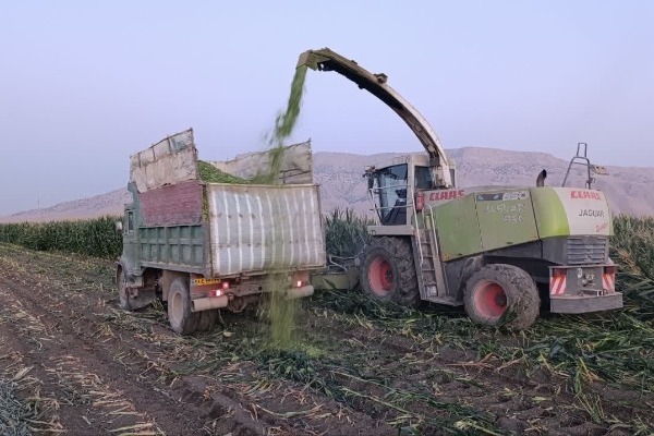 کشت بیش از ۵ هزار هکتار ذرت در شهرستان