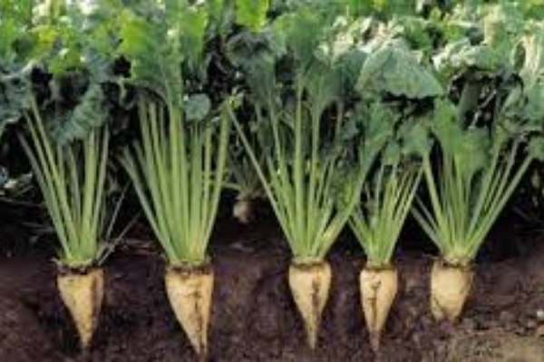 کشت ۱۳ درصد چغندرقند پائیزه کشور در شهرستان سرپل‌ذهاب