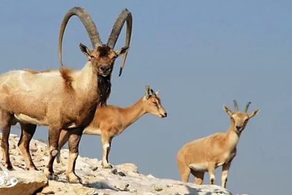 خطر در کمین گونه‌های کمیاب زاگرس‌نشین است